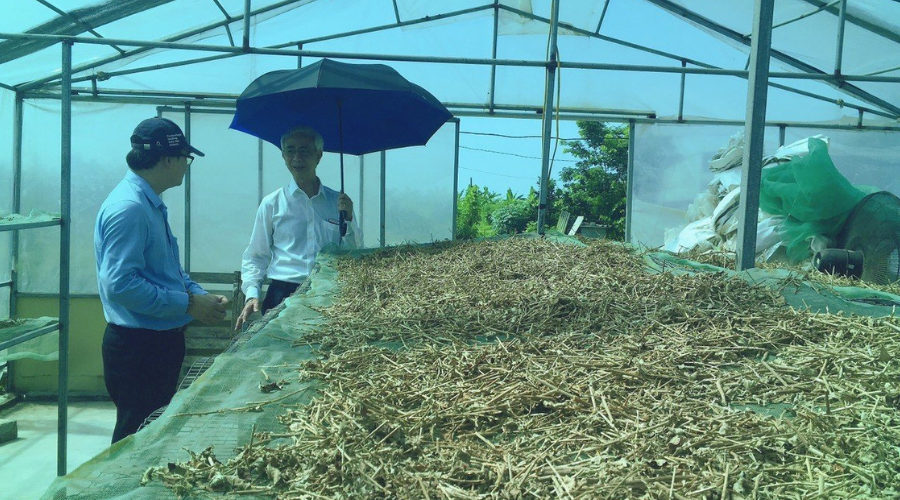 Những bài thuốc hay với cà gai leo 3